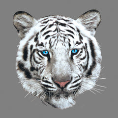 White Tiger